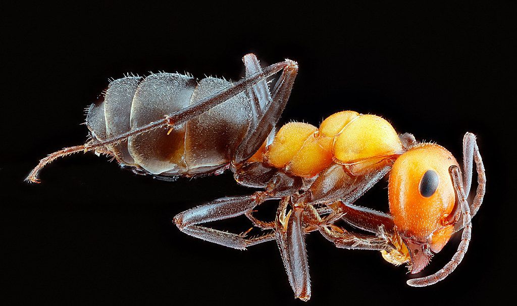Ant Control service in Mount Vernon, WA