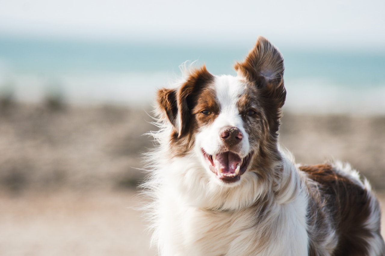 Flea & Tick Control service in Mount Vernon, WA