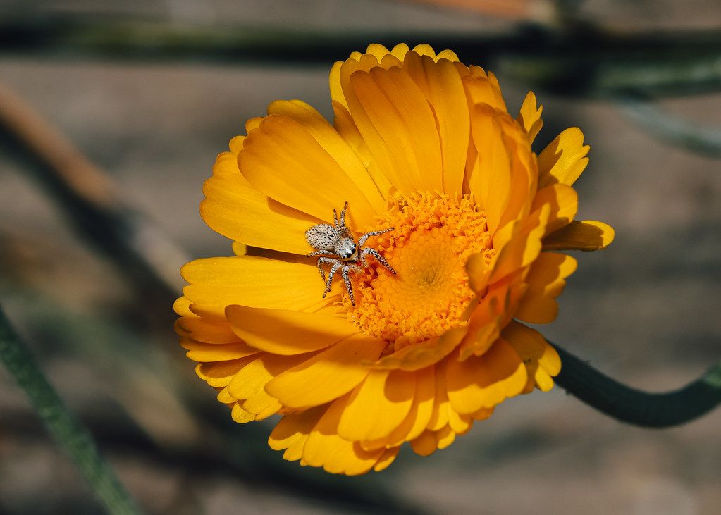 Spider Control service in Mount Vernon, WA